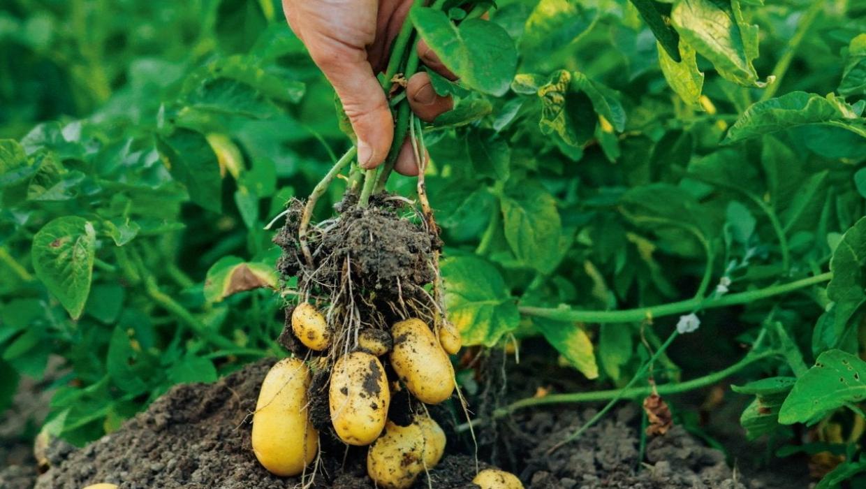 11 Common Potato Growing Mistakes to Avoid This Season